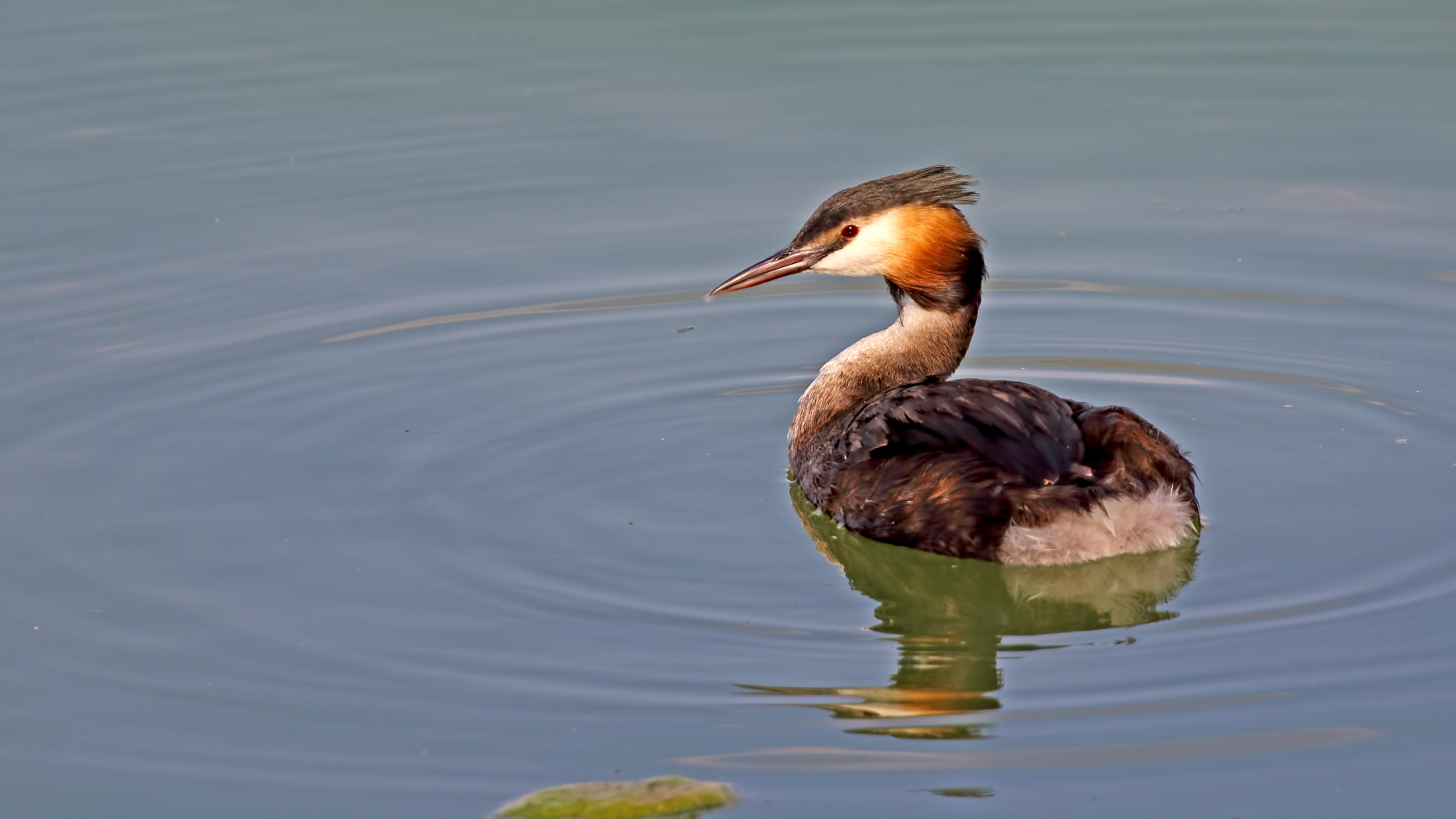 Great Crested Grebe